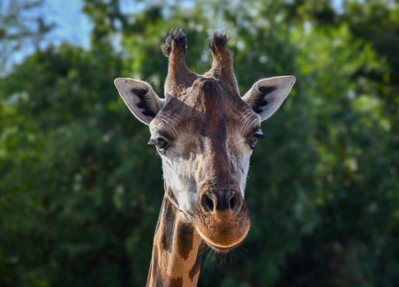 Zoo de la Boissière-du-Doré