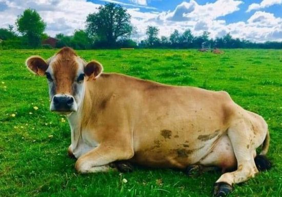 La Ferme du père Matt