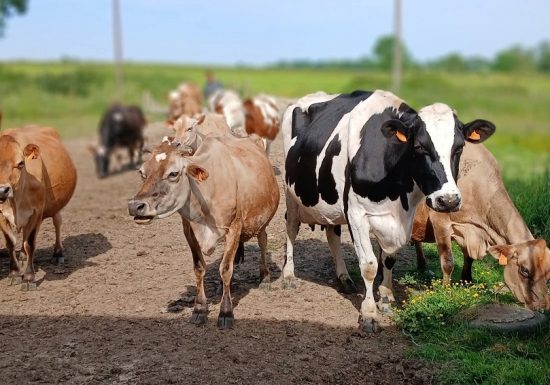 La Ferme du père Matt