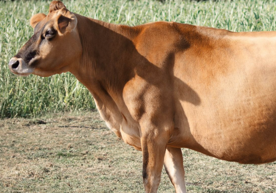La Ferme du père Matt