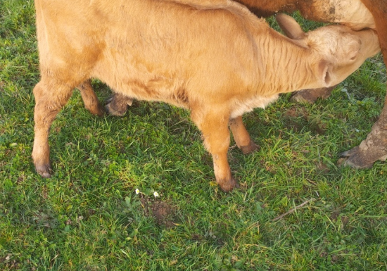 La Ferme du père Matt