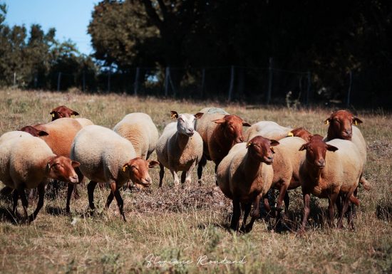 La Ferme du père Matt