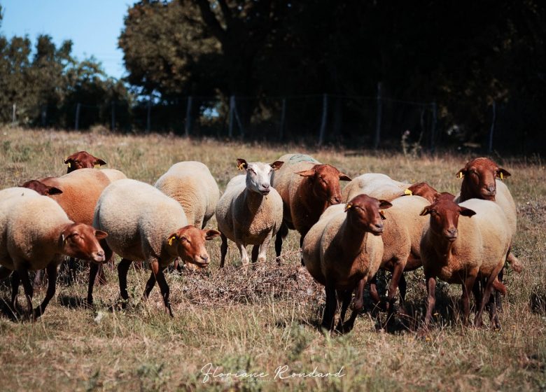 La Ferme du père Matt