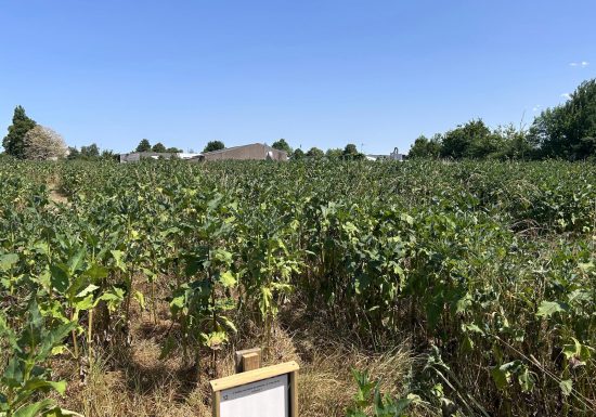 Labyrinthe géant en famille à la ferme de la Guyonnière
