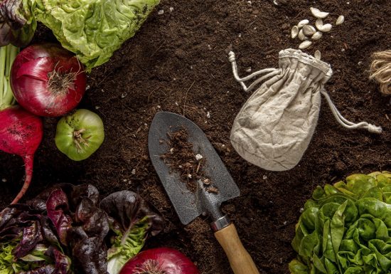 Goûts et Couleurs, jardin maraîcher en permaculture