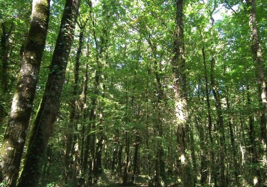 Parcours chasse aux balises à l’Étang de la Foucaudière