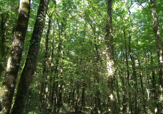 PARCOURS CHASSE AUX BALISES À L’ÉTANG DE LA FOUCAUDIÈRE