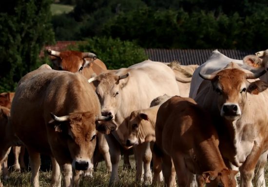 Les p’tits prés de la source