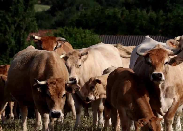 Les p’tits prés de la source