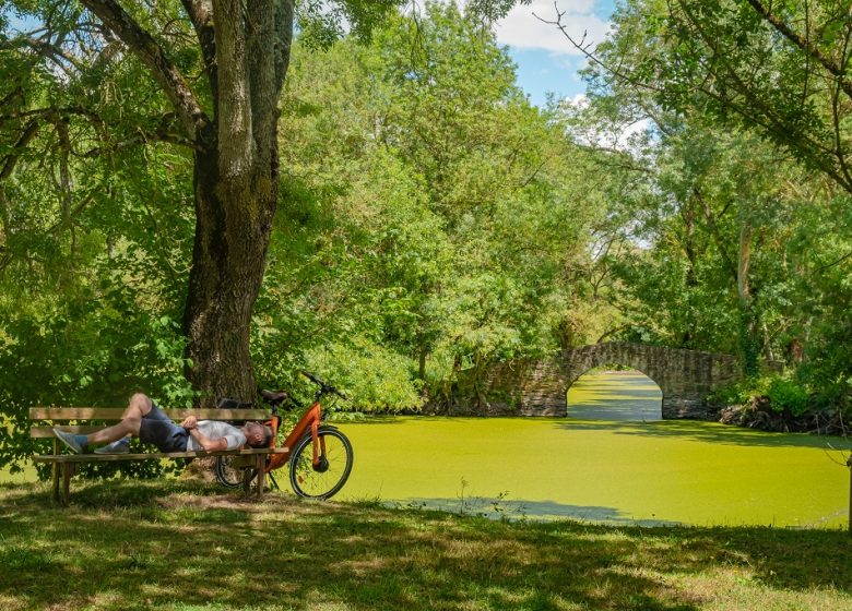La Loire à Vélo, de Saint-Florent-le-Vieil à Champtoceaux