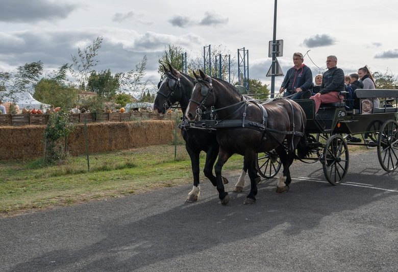 Marché aux Cucurbitacées : 26ème édition