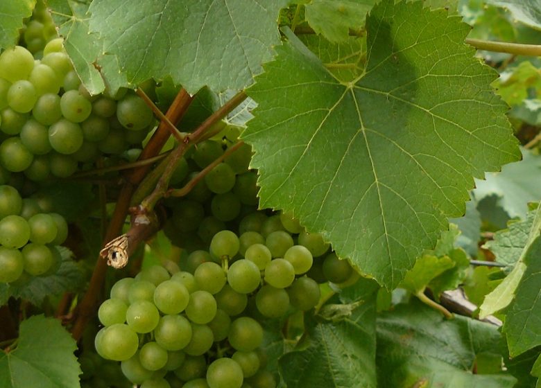 Domaine de L’Olivière Vieille