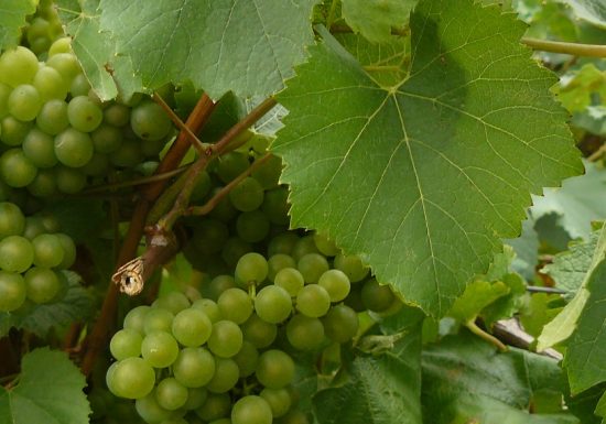 Domaine de La Papiniere