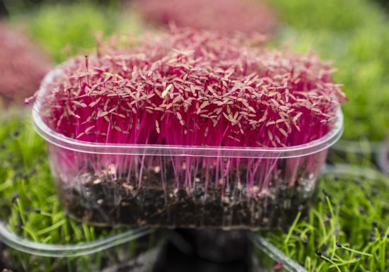 Ferme Micropousse “Il était une graine”