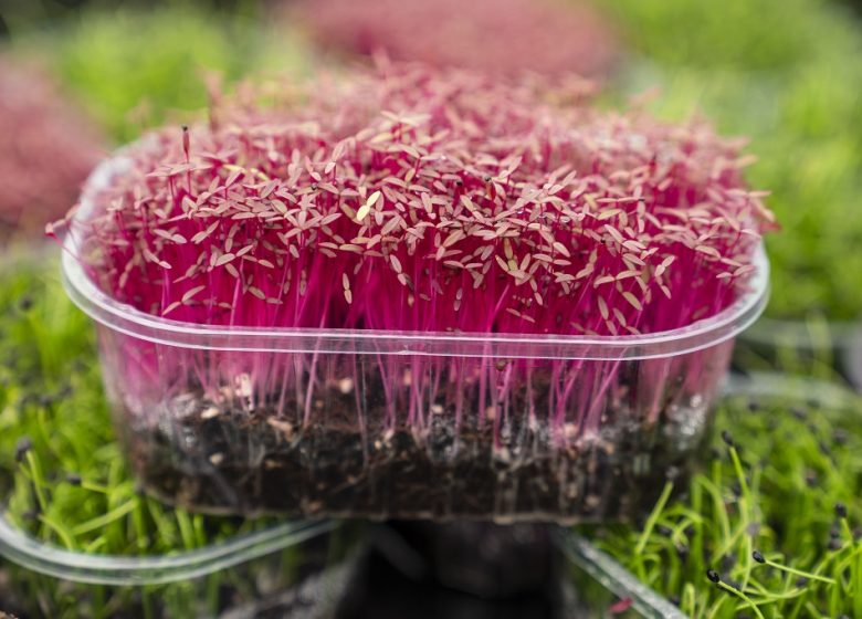 Ferme Micropousse “Il était une graine”