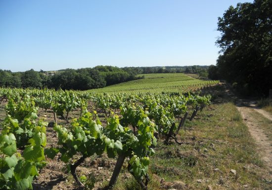 Domaine de La Papiniere