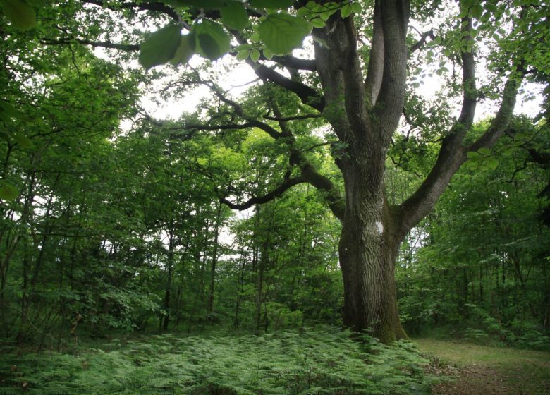 Balade Historique et Gourmande à Sainte-Christine