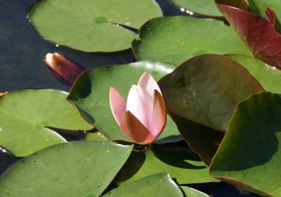 Initiation aux milieux aquatiques et ornithologiques de la Loire
