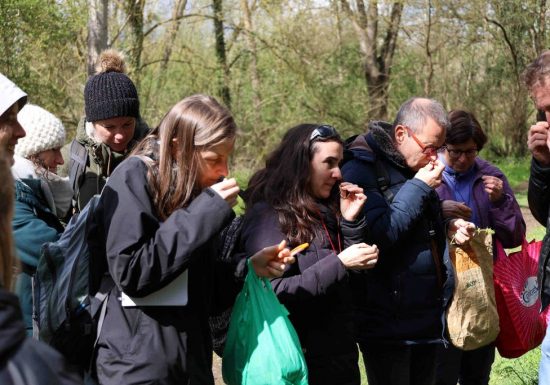 Découverte des plantes sauvages comestibles
