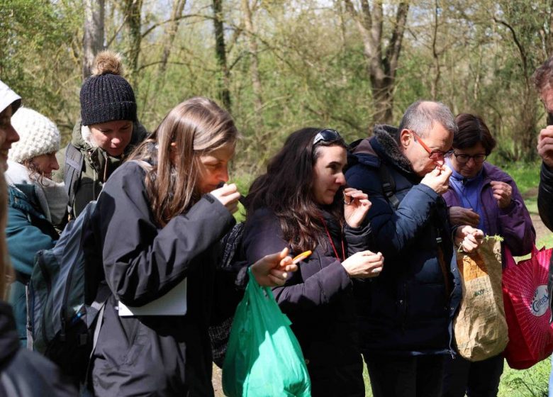 Découverte des plantes sauvages comestibles