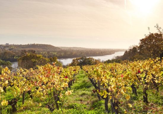 Panorama du domaine des Génaudières