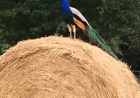 Studio de L’atelier