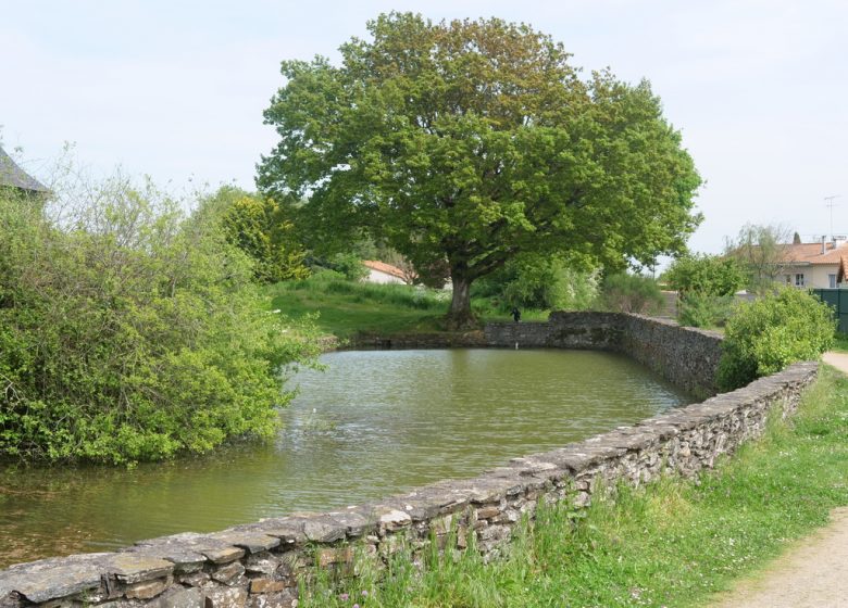 Étang de pêche à la Loge