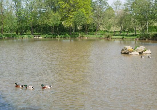 Étang de pêche de la Poitevinière