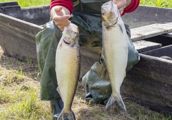 Nicolas Guérin, rillettes de poissons de Loire