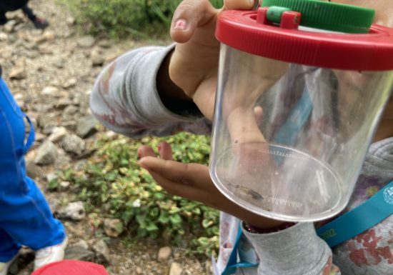 Atelier apprenti naturaliste : les petites bêtes à Cap Loire