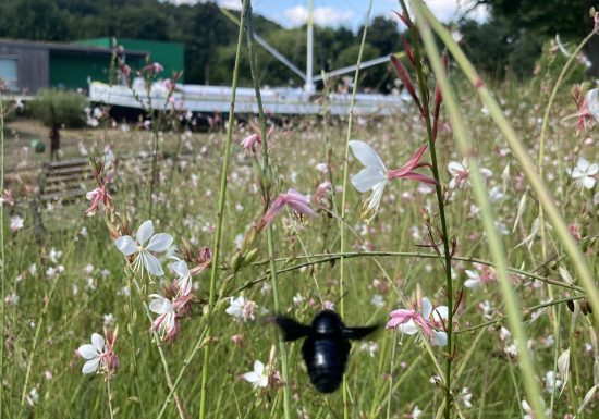 Atelier apprenti naturaliste : les petites bêtes à Cap Loire