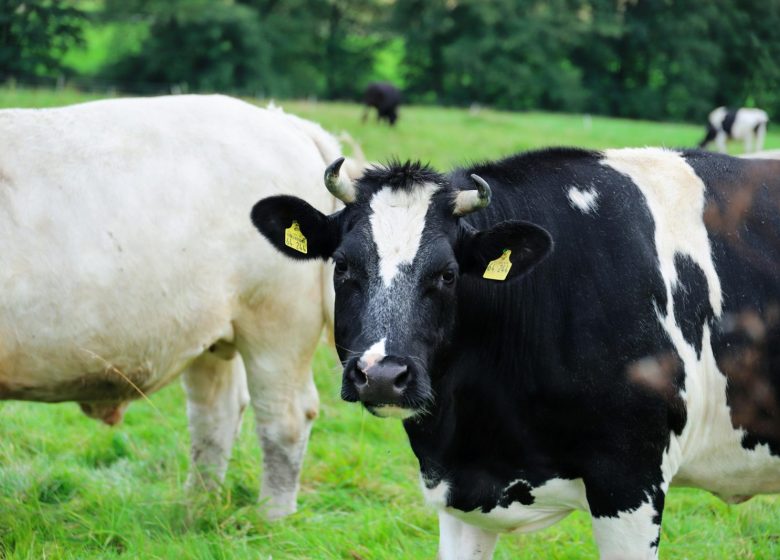 Printemps BIO – La Fête du Lait à la ferme de l’Angevinière