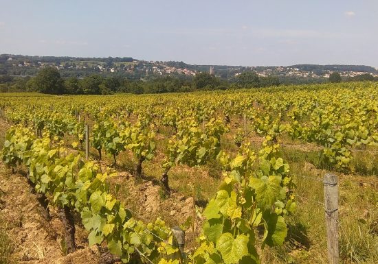 Romain Moreau viticulteur