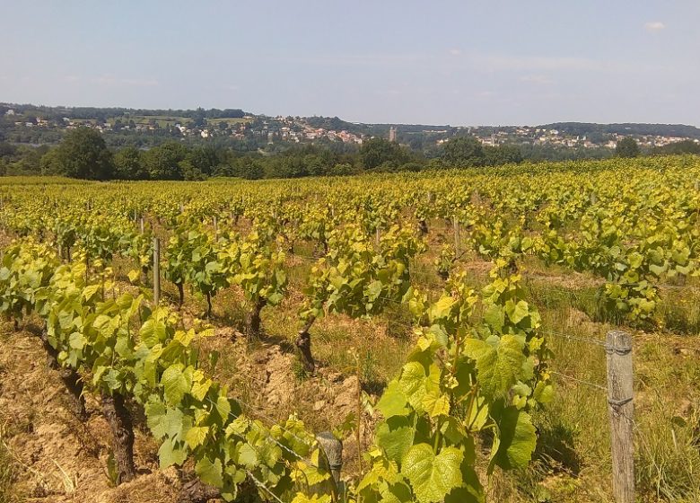 Romain Moreau viticulteur