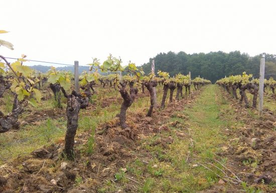 Romain Moreau viticulteur