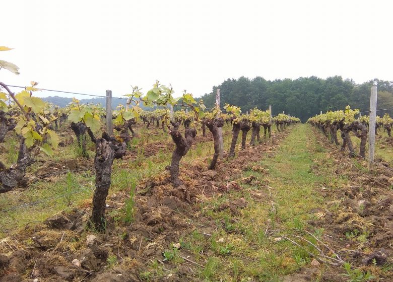 Romain Moreau viticulteur
