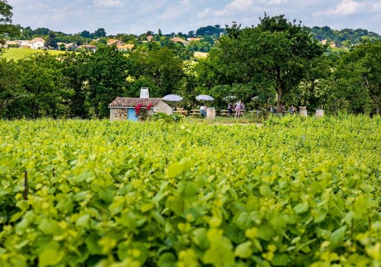 Balade et pique-nique dans les vignes au Domaine des Galloires