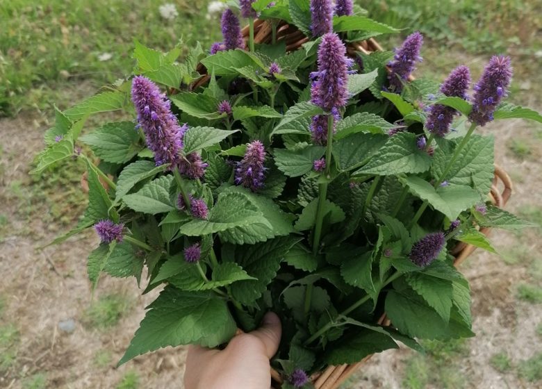 Le simple jardin de Claudine, productrice et créatrice inspirée par les plantes