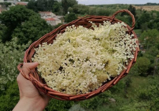 Le simple jardin de Claudine, productrice et créatrice inspirée par les plantes