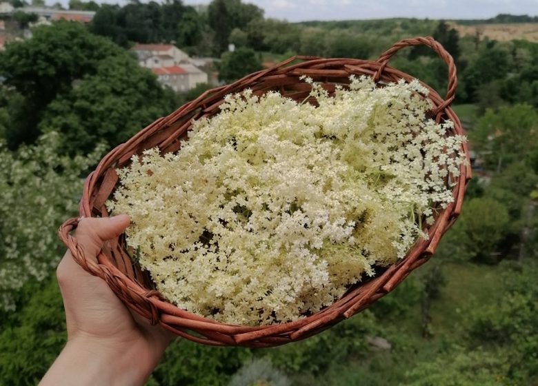 Le simple jardin de Claudine, productrice et créatrice inspirée par les plantes