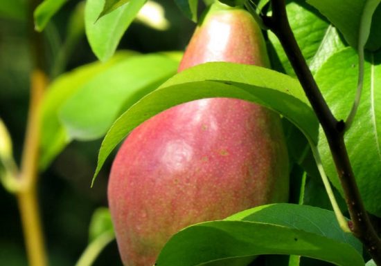 Les Vergers de La Septière