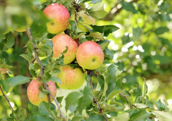 Vergers du Pré Ferron