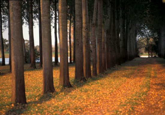 Randonnée “Le bois de la Boulaie”
