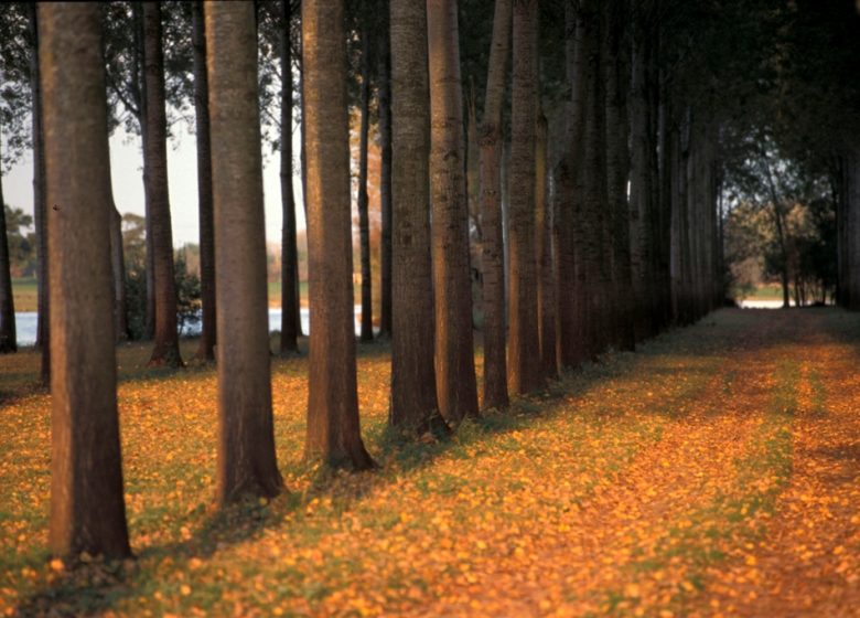 Randonnée “Le bois de la Boulaie”