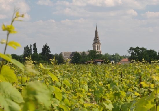 Randonnée “Les vignes”