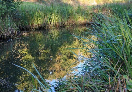 Randonnée “La coulée de la Divatte”