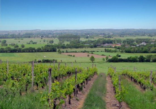 Randonnée “Des moulins à la vigne”