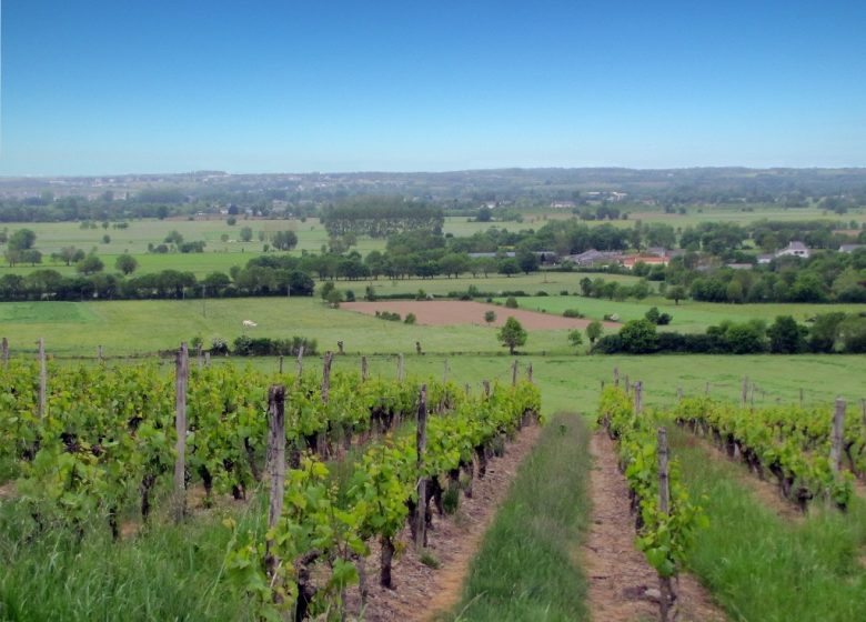Randonnée “Des moulins à la vigne”