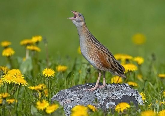 Randonnée “Des moulins à la vigne”