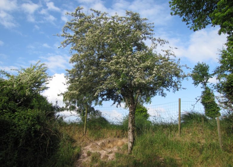 Randonnée “La Droille et l’Armazie”